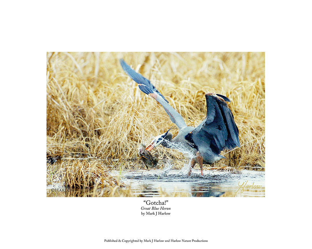 "Gotcha!" Great Blue Heron Picture Catching a Northern Pike