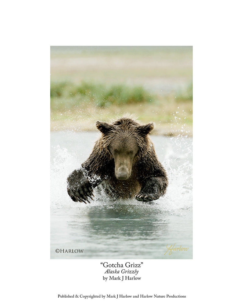 "Gotcha!" Famous Grizzly Bear Picture Grizzly Bear Photo