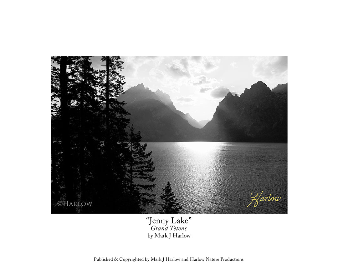 "Jenny Lake" Grand Tetons Picture - Print
