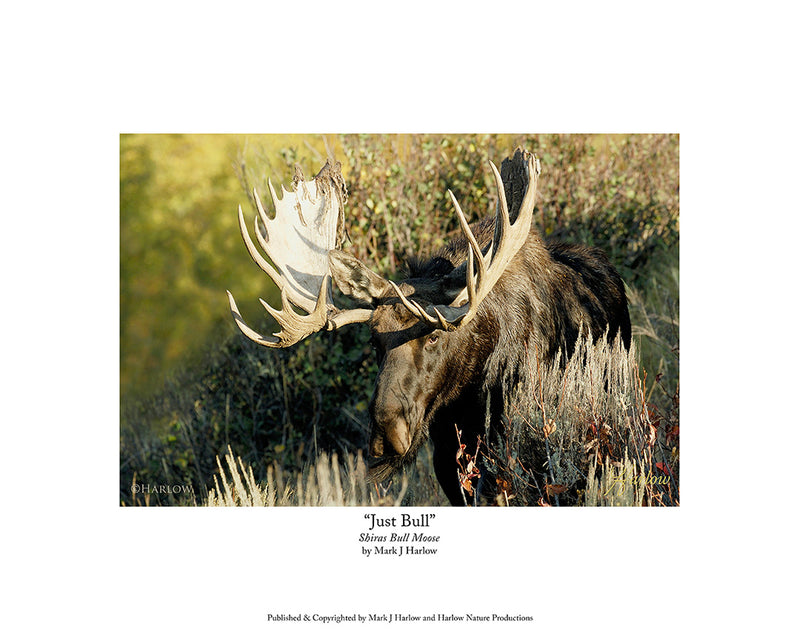 "Just Bull" Trophy Bull Moose Picture