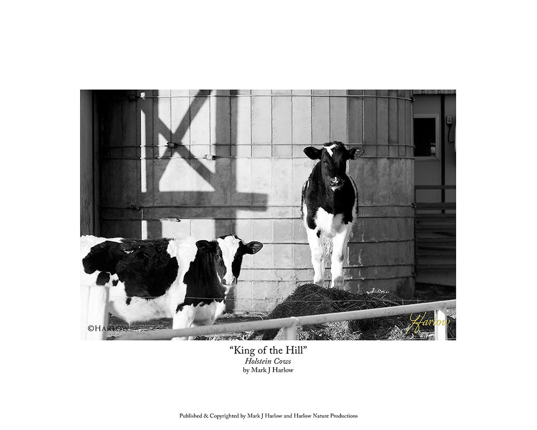 "King of the Hill" Holstein Cows Farm Picture - Print