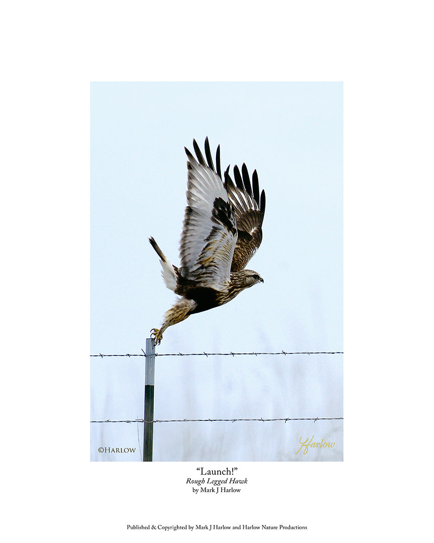 "Launch!" Rare Rough Legged Hawk Picture - Print