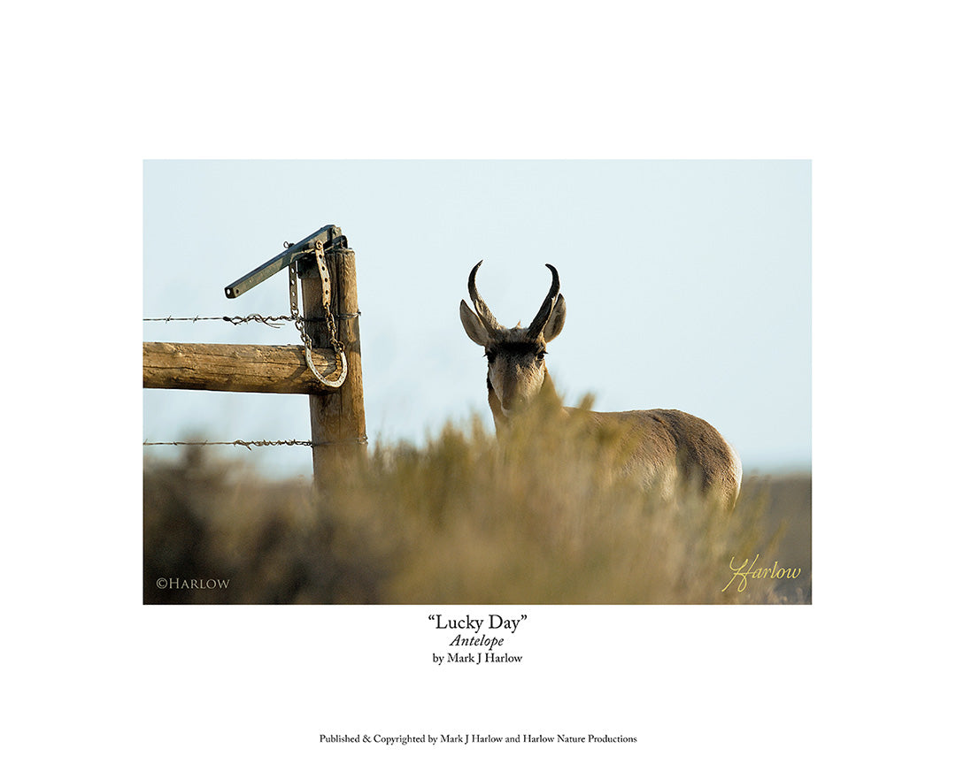 "Lucky Day" Unique Antelope Pronghorn Picture - Print