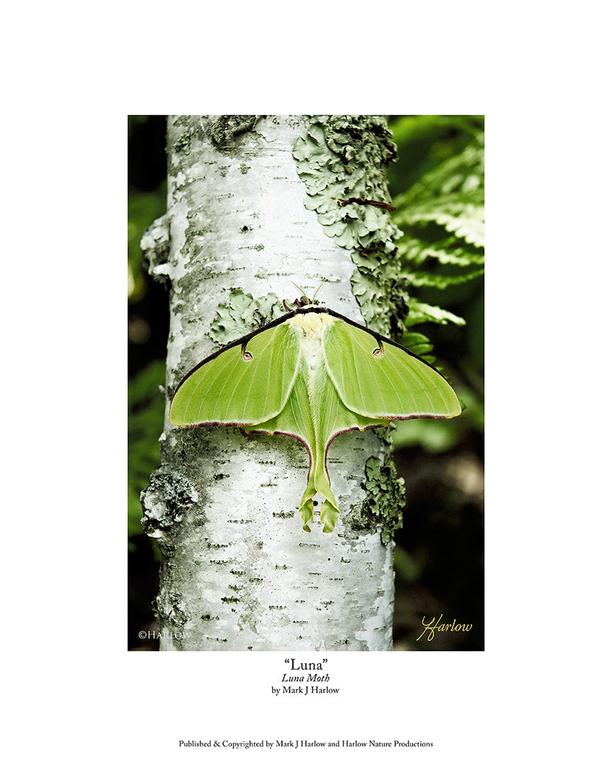 "Luna" Luna Moth Picture - Print