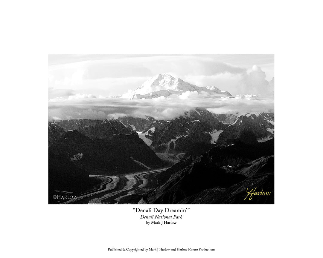 "Denali Day Dreamin" Denali Alaska Picture Black and White - Print