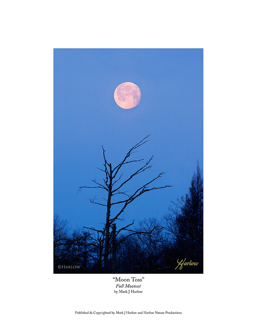 "Moon Toss" Unique Full Moon Picture - Print