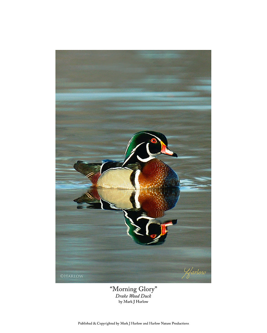"Morning Glory" Drake Wood Duck Picture - Print