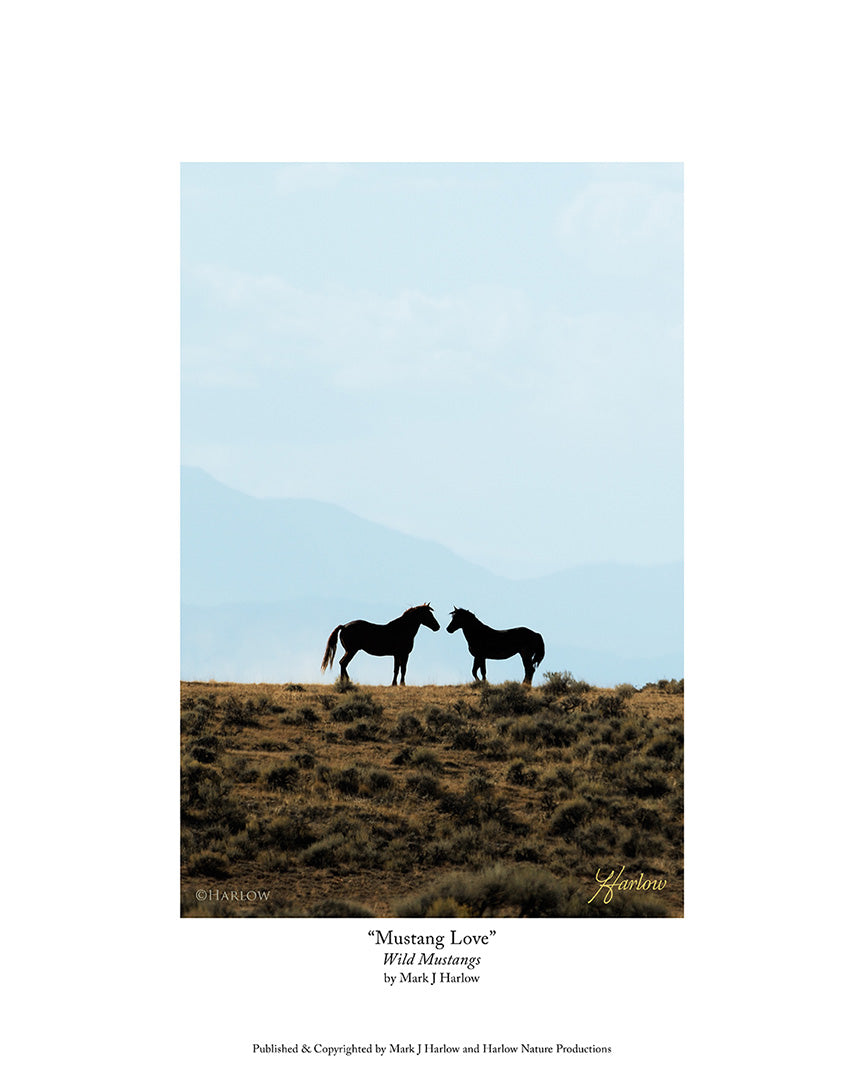 "Mustang Love" Unique Wild Mustang Picture - Print