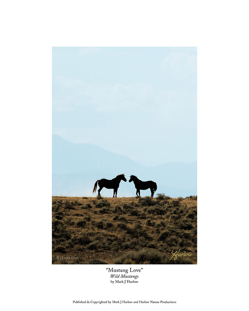 "Mustang Love" Unique Wild Mustang Picture Wild Horse Photo