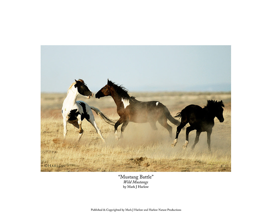 "Mustang Battle" Wild Mustang Action Picture - Print
