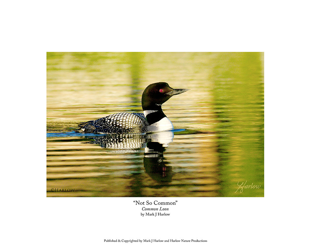 "Not So Common" Famous Loon Picture - Print