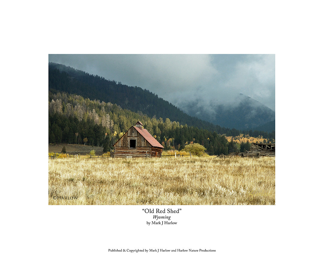 "Old Red Shed" Western Homestead Picture - Print