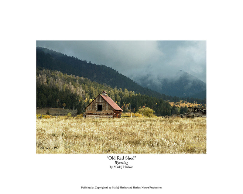 "Old Red Shed" Western Homestead Picture