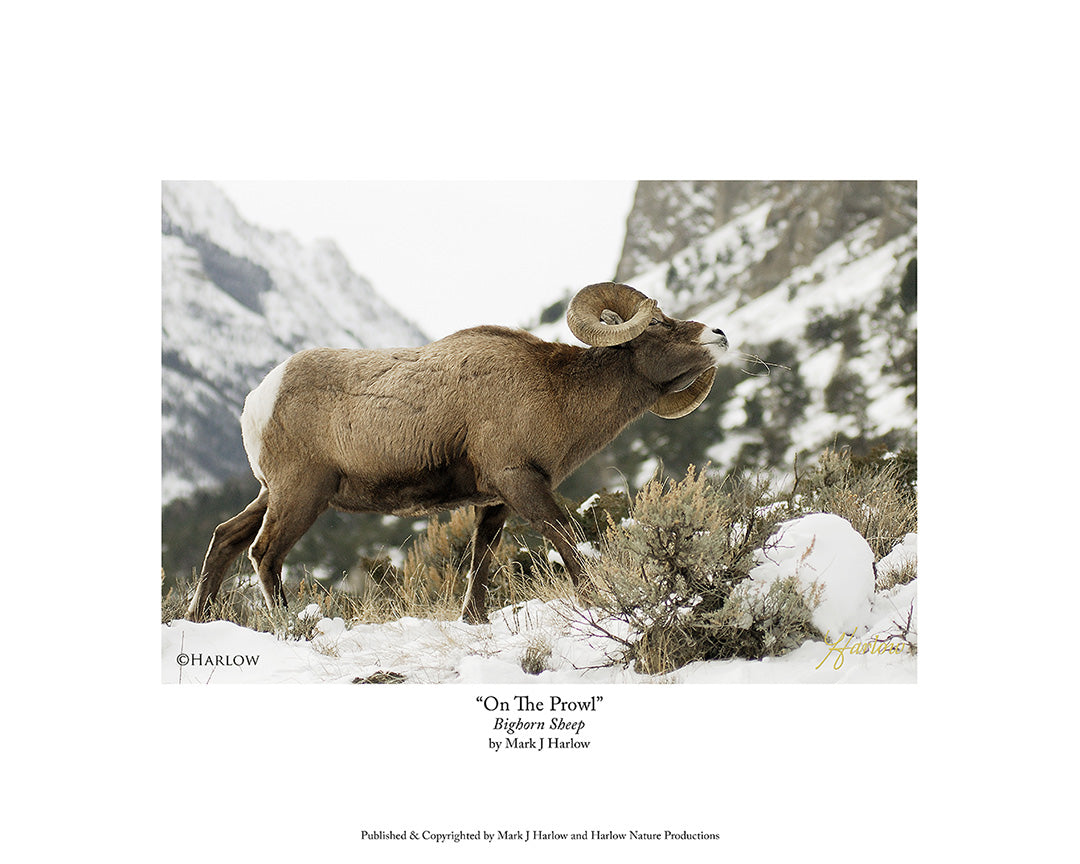 "On The Prowl" Bighorn Sheep Picture - Print