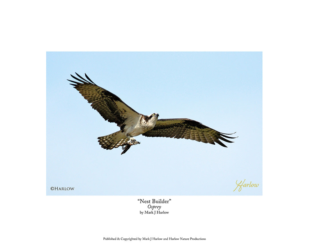 "Nest Builder" Unique Osprey Picture - Print