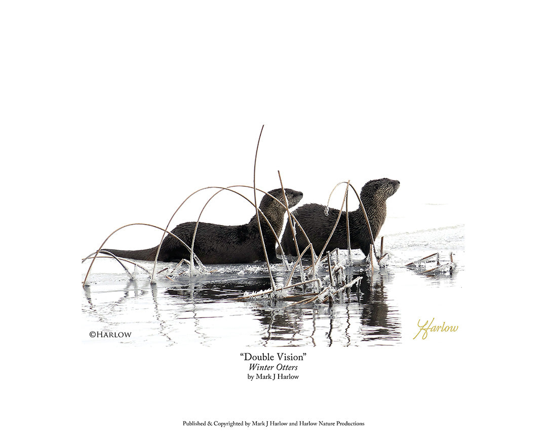 "Double Vision" Unique Winter Otters Picture