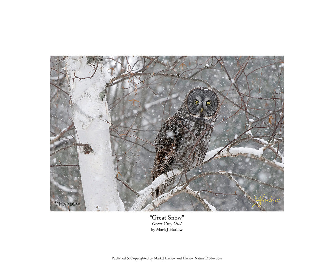 "Snow Great" Great Grey Owl Picture In Snow - Print