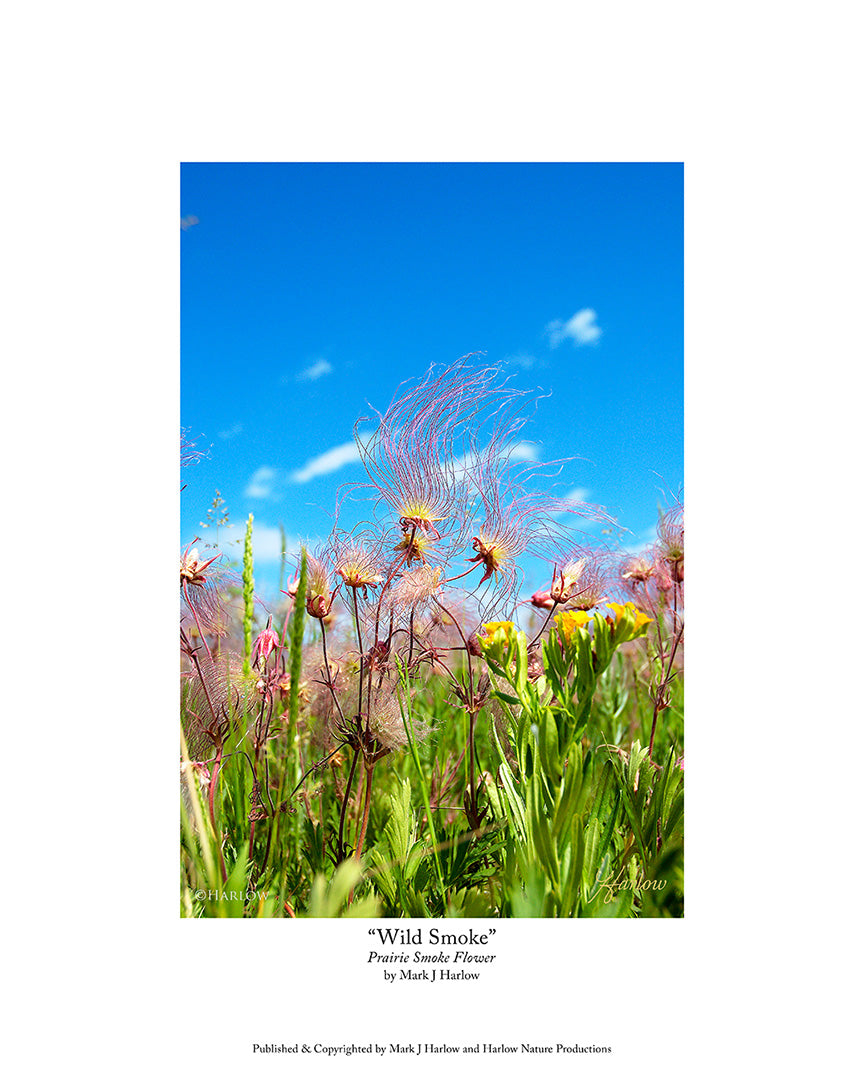 "Wild Smoke" Prairie Smoke Picture - Print