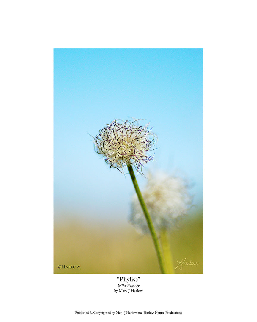 "Phyllis" Unique Wild Flower Picture - Print