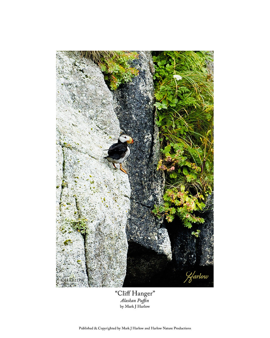 "Cliff Hanger" Puffin Picture Alaska - Print