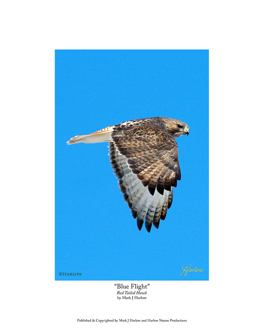 "Blue Flight" Red Tailed Hawk Picture in Flight -Print