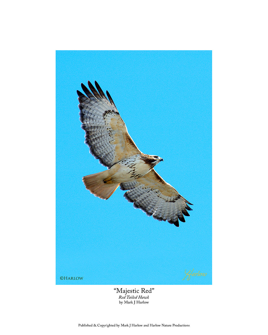 "Soaring Red" Red Tailed Hawk Picture - Print