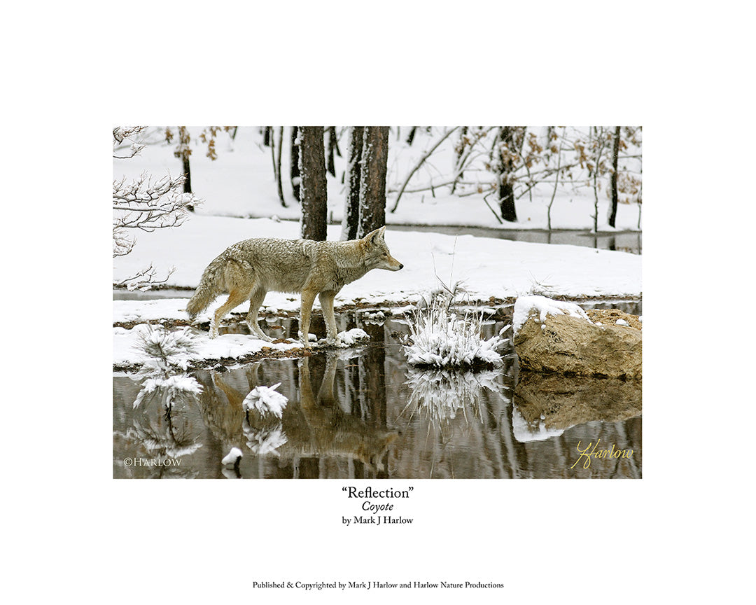 "Reflection" Coyote Picture Coyote In Snow - Print
