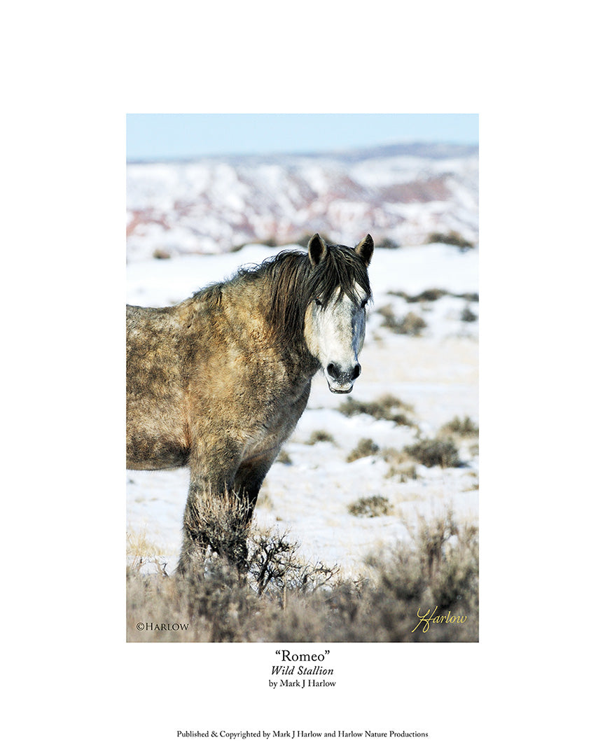 "Romeo" Famous Wild Stallion Mustang Picture - Print