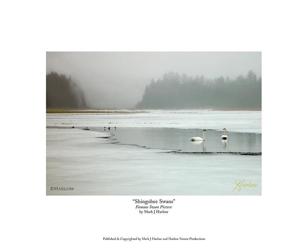 "Shingobee Swans" Famous Swan Picture - Print
