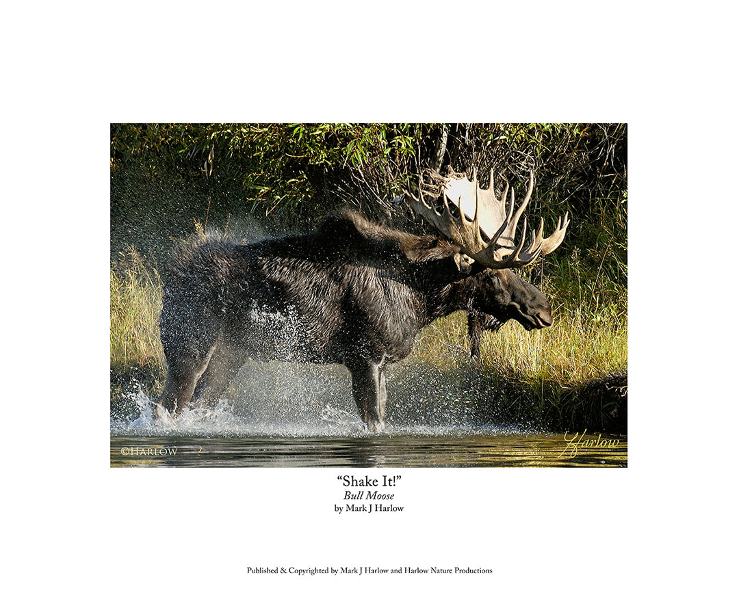 "Shake It!" Unique Bull Moose Picture - Print