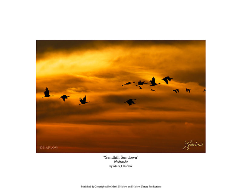 "Sandhill Sundown" Crane Sunset Picture