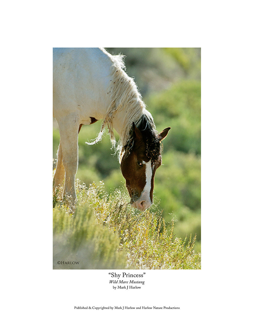 "Shy Princess" Famous Wild Mare Mustang Picture - Print