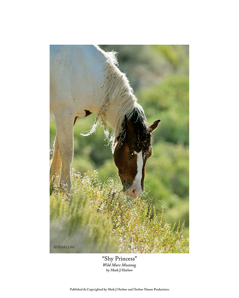 "Shy Princess" Famous Wild Mare Mustang Picture
