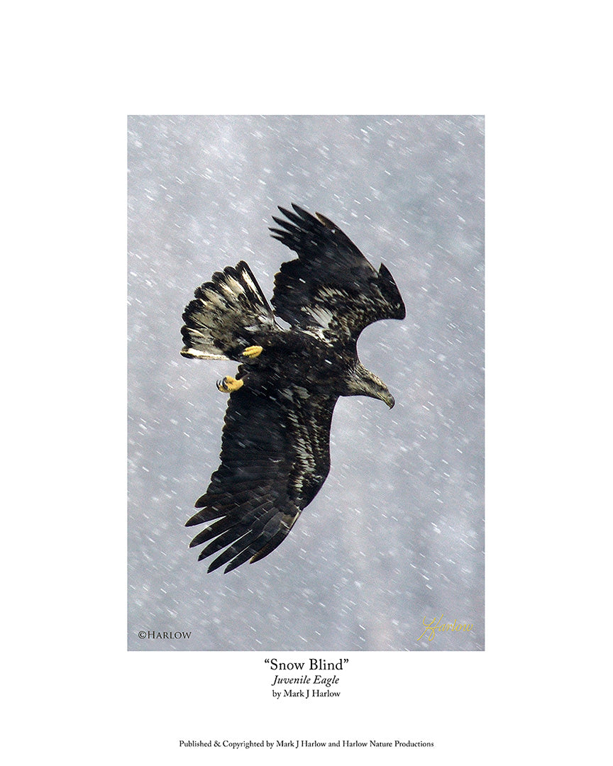 "Snow Blind" Juvenile Bald Eagle Picture In Snow - Print Rare