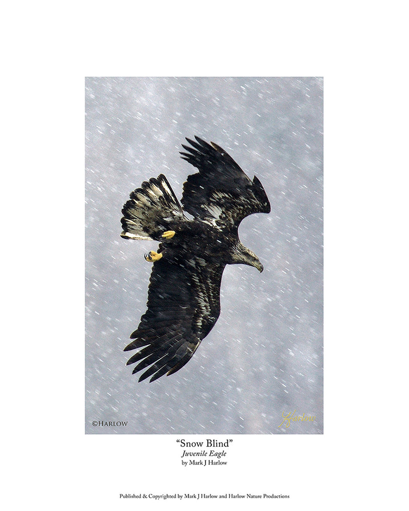 "Snow Blind" Juvenile Bald Eagle Picture In Snow