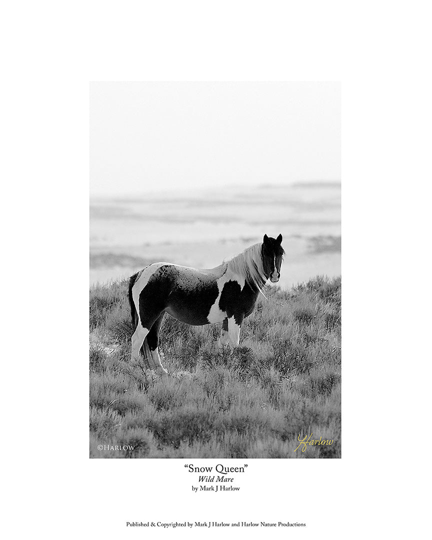 "Snow Queen" Wild Mustang Mare Picture B&W - Print