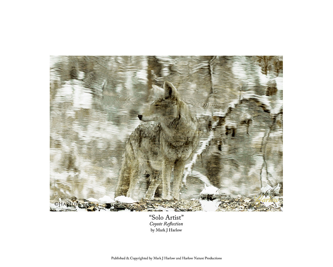 "Solo Artist" Coyote Reflection Picture Unique Coyote Photo - Print