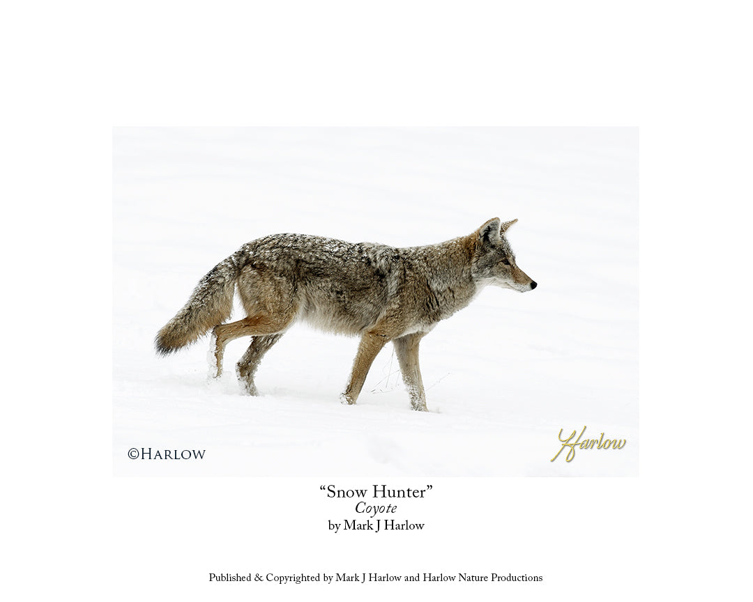 "Solo Hunter" Winter Coyote Picture - Print