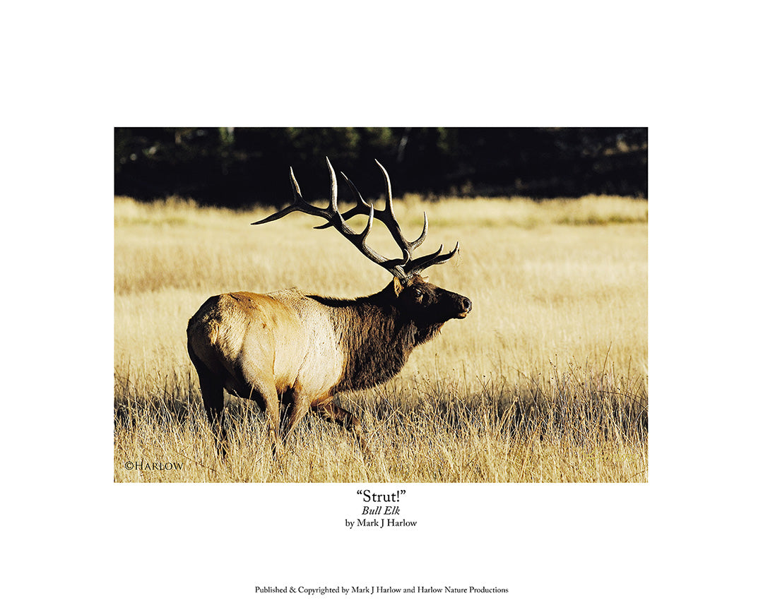 "Strut!" Trophy Bull Elk Picture Bull Elk Photo - Print