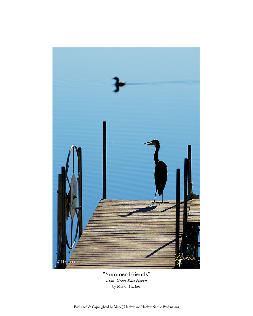 "Summer Friends" Loon with Great Blue Heron Picture - Print