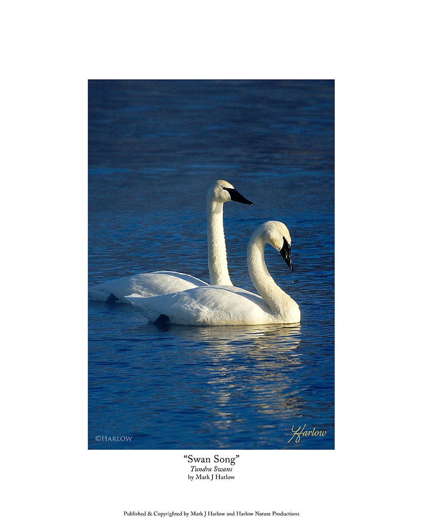 "Swan Song" Tundra Swans Picture - Print