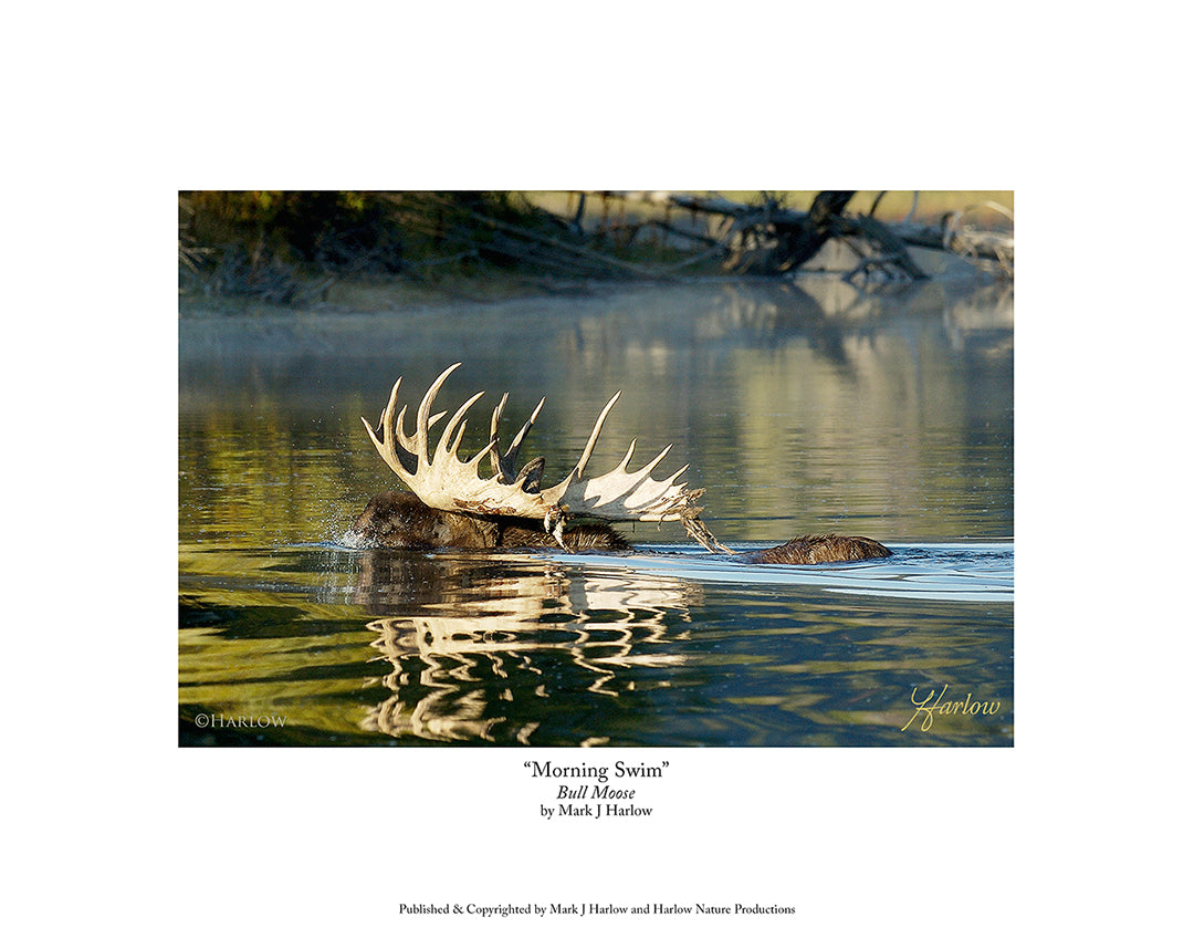 "Morning Swim" Trophy Bull Moose Picture - Print