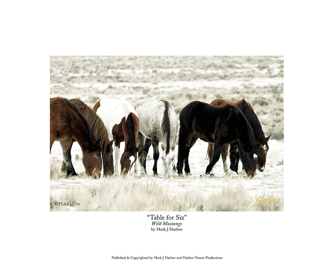 "Table For Six" Wild Mustangs Picture Unique - Print