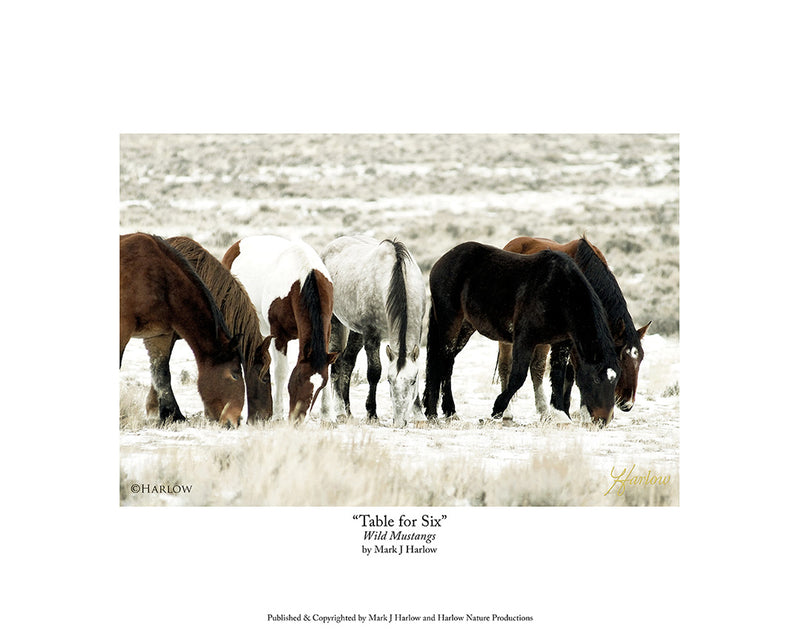 "Table For Six" Wild Mustangs Picture Unique