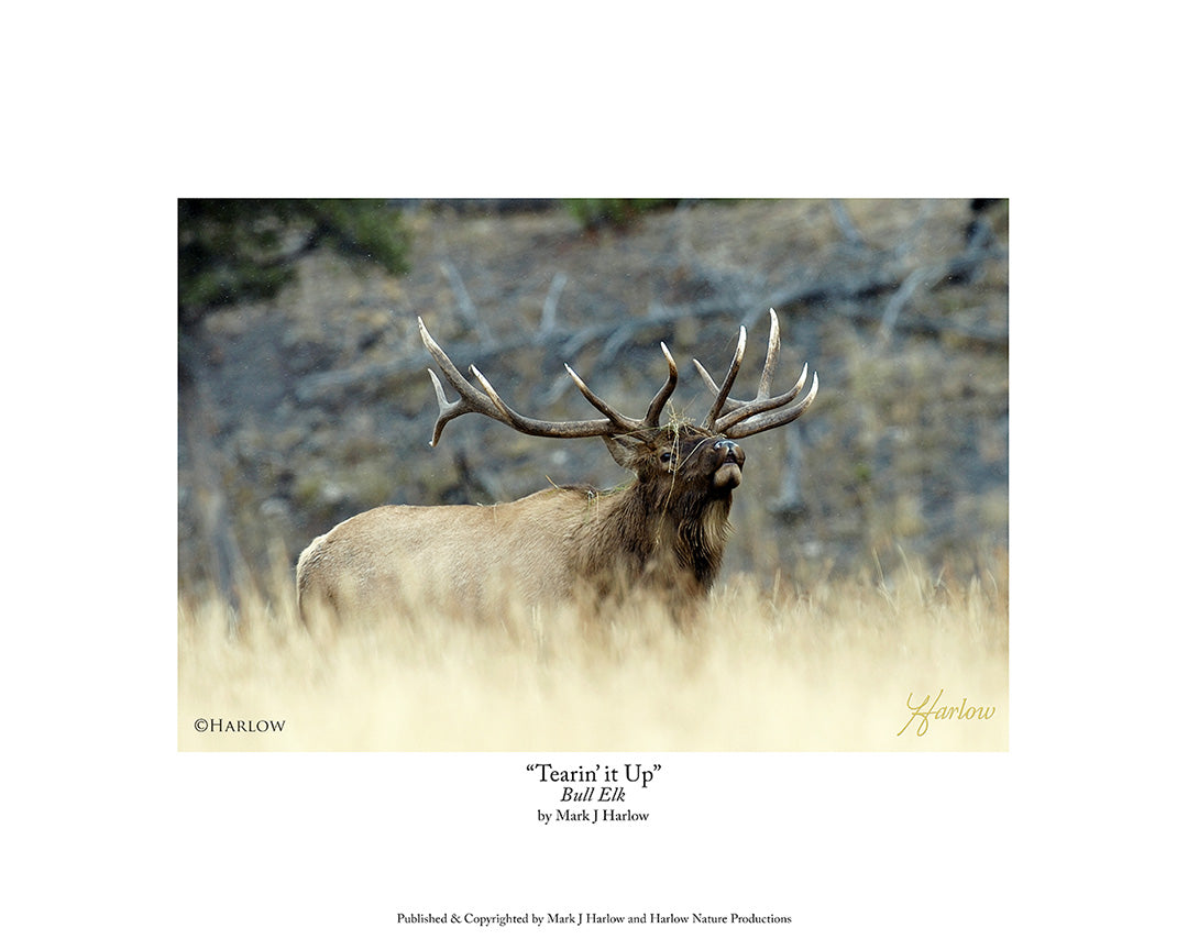 "Tearin' It Up!" Trophy Bull Elk Picture - Big Game - Print
