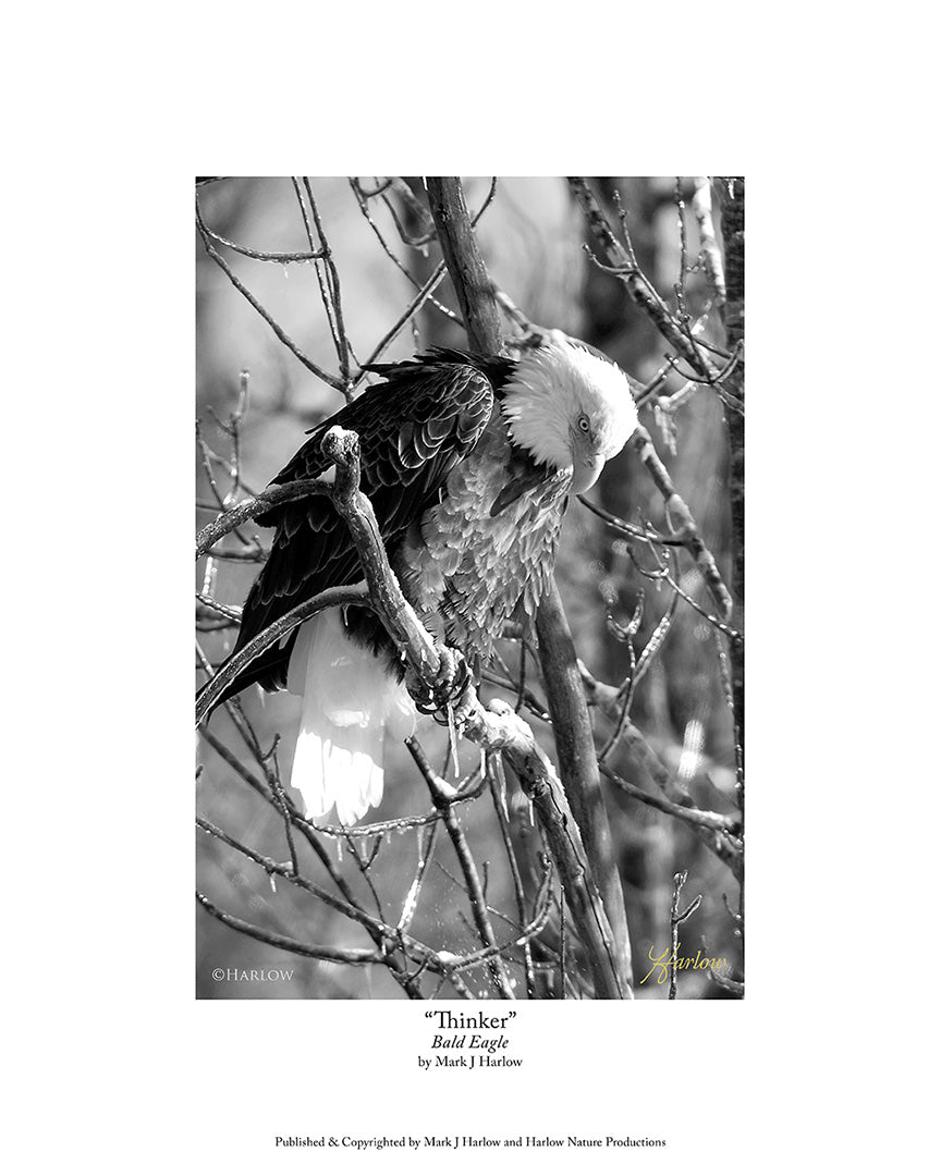 "Thinker" Famous Bald Eagle B&W Picture - Print
