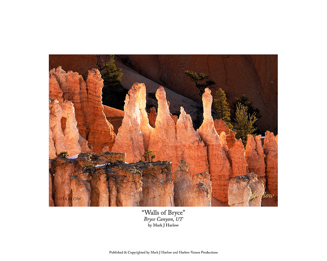 "Walls Of Bryce" Unique Bryce Canyon Picture - Print