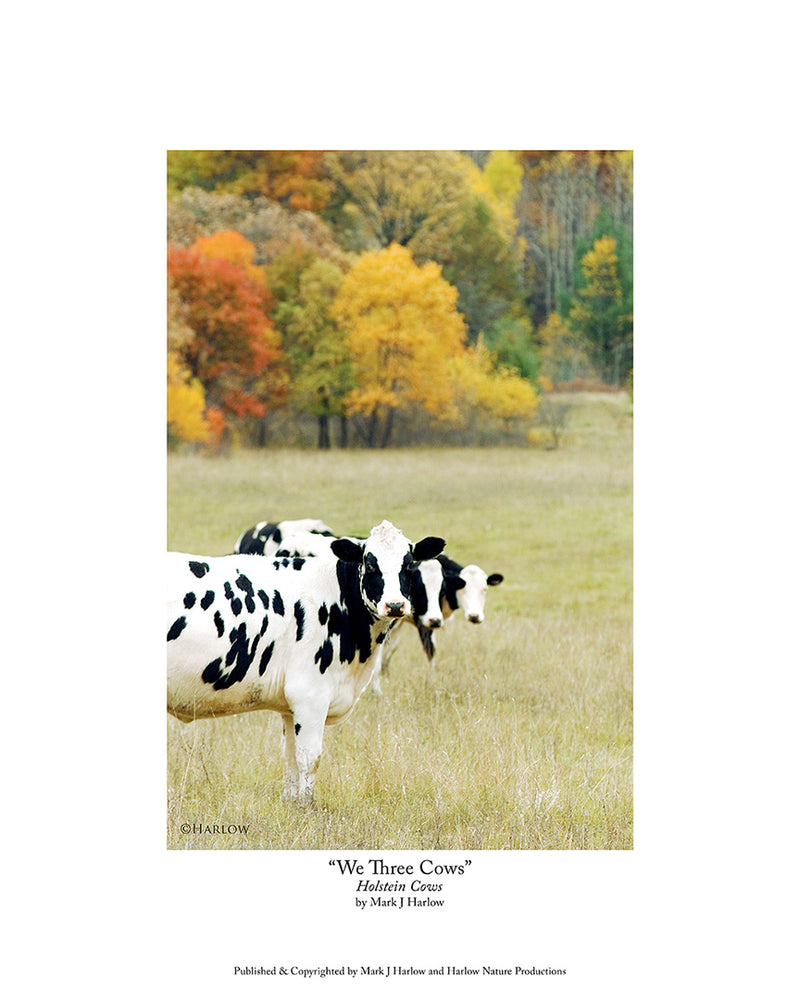 "We Three Cows" Unique Holstein Cow Picture