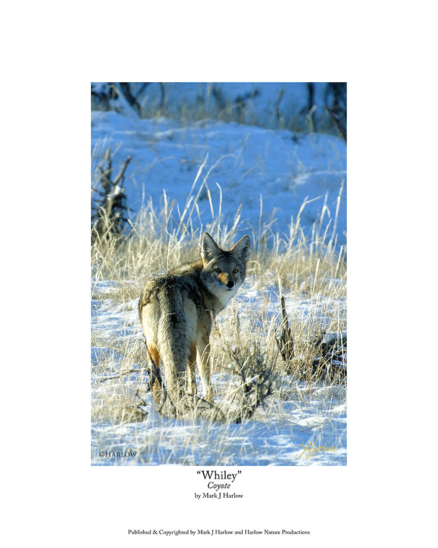 "Whiley" Coyote Picture Winter - Print