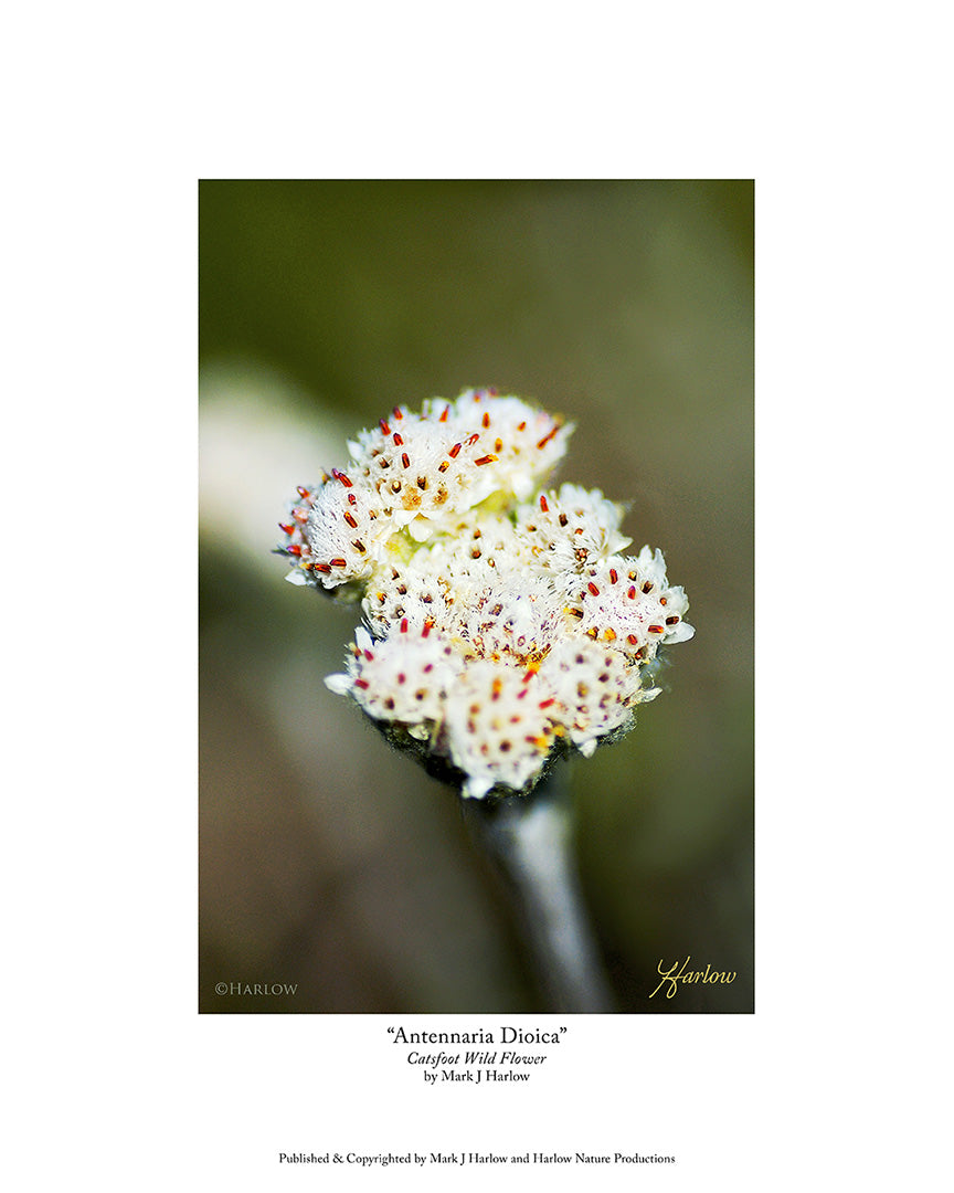 "Antennaria Dioica" Rare Wild Flower Picture Unique - Print